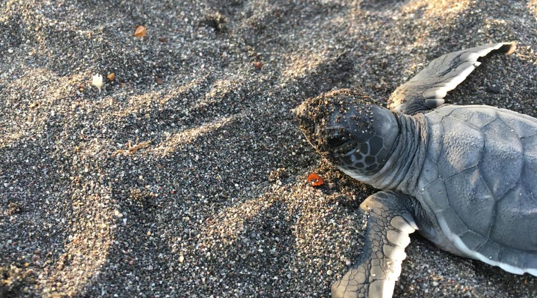 Nuestros voluntarios ambientales liberan y protegen tortugas marinas en México. Tortuga bebé liberada en el océano por nuestros voluntarios de Conservación.